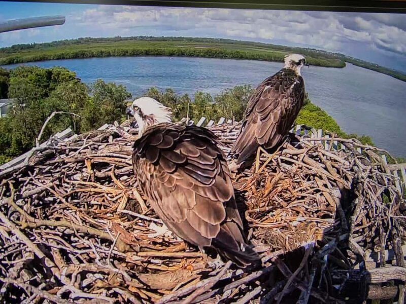 Brisbane: Kangaroos, Birds and Mangroves Coastal Tour - The Sum Up