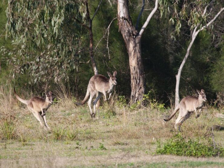 Brisbane: Kangaroos, Birds and Mangroves Coastal Tour - Experience Highlights