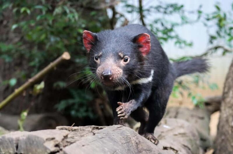 Brisbane: Lone Pine Koala Sanctuary Day Pass - Who Would Love This Experience?