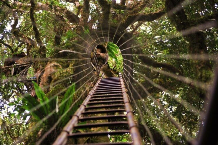 Brisbane: O'Reillys Tree Top Walk - Experience Highlights