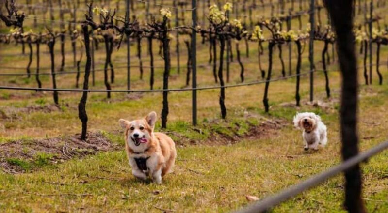 Brisbane: Picnic in the Vines - An Authentic Hinterland Escape Close to Brisbane