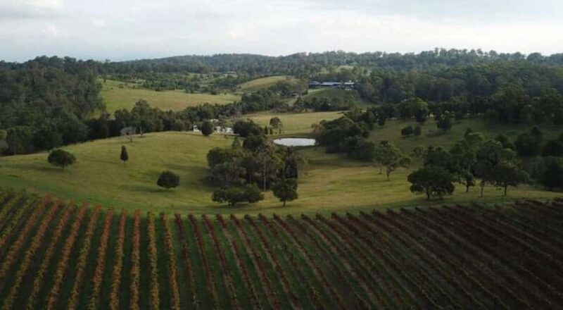 Brisbane: Picnic in the Vines - Food and Drink: Beyond a Simple Picnic