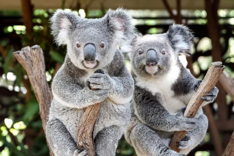 Brisbane River Cruise with Lone Pine Koala Sanctuary Admission - The return ride and the day’s rhythm