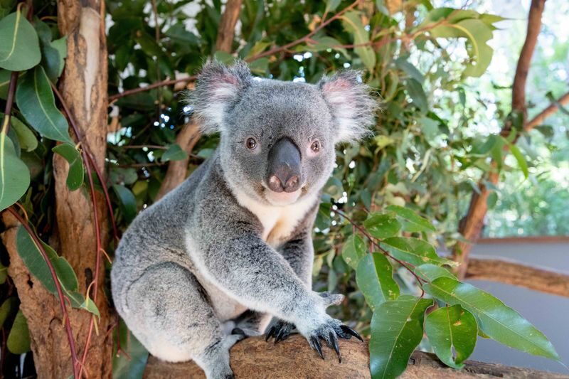 Brisbane River Cruise with Lone Pine Koala Sanctuary Admission - Is the ticket good value?