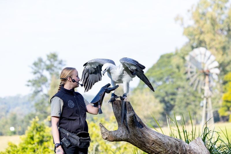 Brisbane River Cruise with Lone Pine Koala Sanctuary Admission - Should you book the Brisbane River and Lone Pine cruise?
