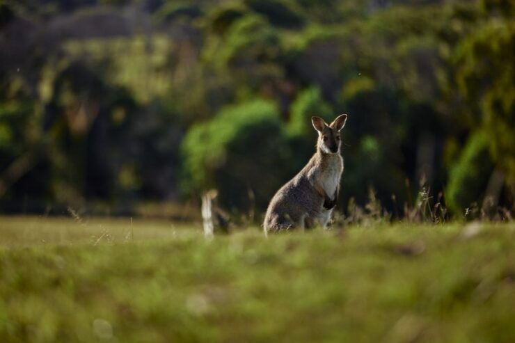 Brisbane: Sirromet Winery Tour, Tasting, and Terrace Lunch - Tour Highlights and Wine Tasting