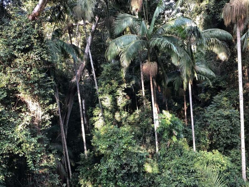 Brisbane: Springbrook and Mt Tamborine Glow Worm and Skywalk - Exploring the Gold Coast Hinterland and Scenic Rim