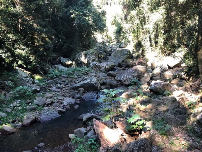 Brisbane: Springbrook and Mt Tamborine Glow Worm and Skywalk - What Reviewers Say