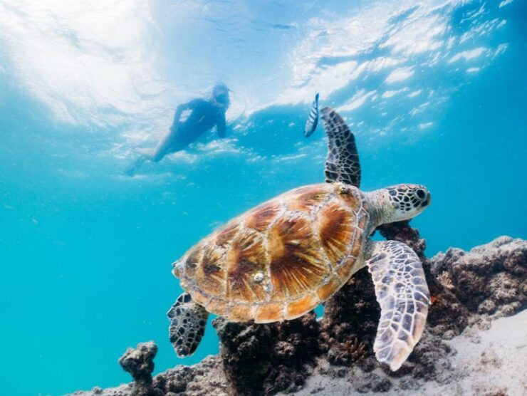 Brisbane: Tangalooma Marine Discovery Day Cruise Transfers - Duration and Starting Times