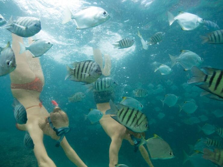 Brisbane: Tangalooma Snorkel the Wrecks Day Cruise Transfers - Activity Details
