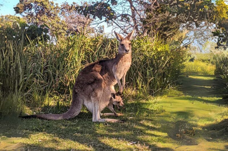 Brisbane to North Stradbroke Island Day: Wildlife & Beaches - FAQ