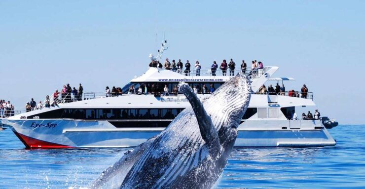 Brisbane: Whale Watching Cruise With Lunch - Activity Details