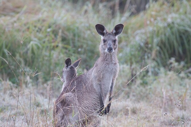 Brisbane: Wildlife and Wilderness Private Coastal Tour - Meeting and Pickup