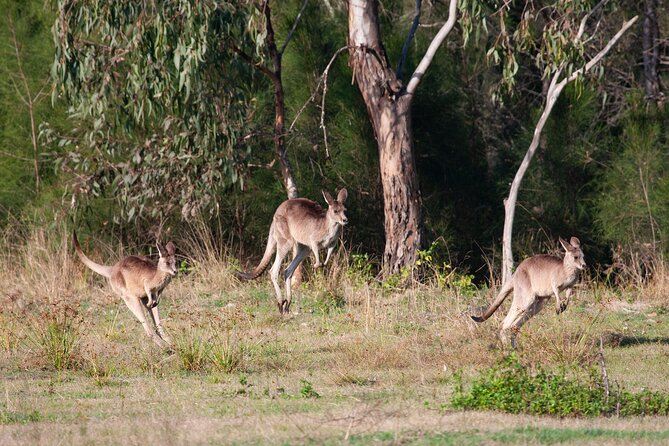 Brisbane: Wildlife and Wilderness Private Coastal Tour - Expectations and Accessibility
