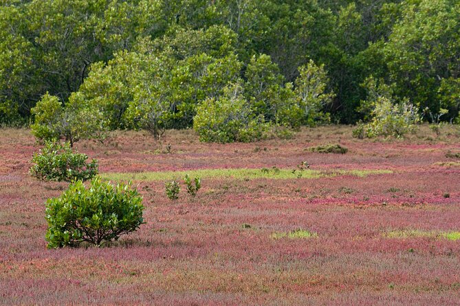 Brisbane: Wildlife and Wilderness Private Coastal Tour - Directions