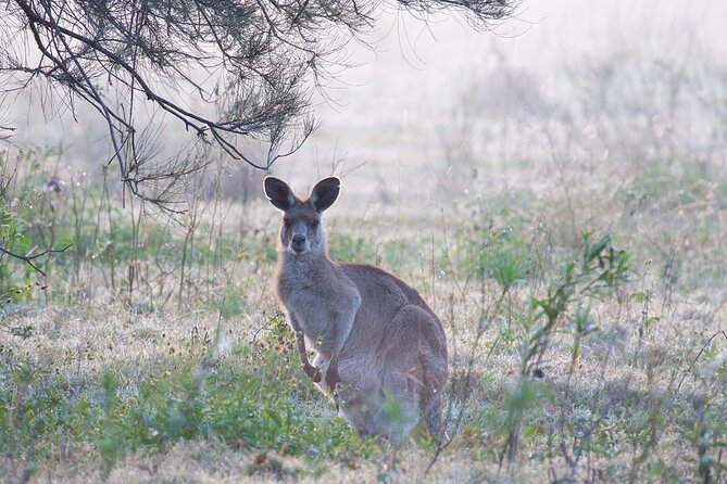Brisbane: Wildlife and Wilderness Private Coastal Tour - The Sum Up