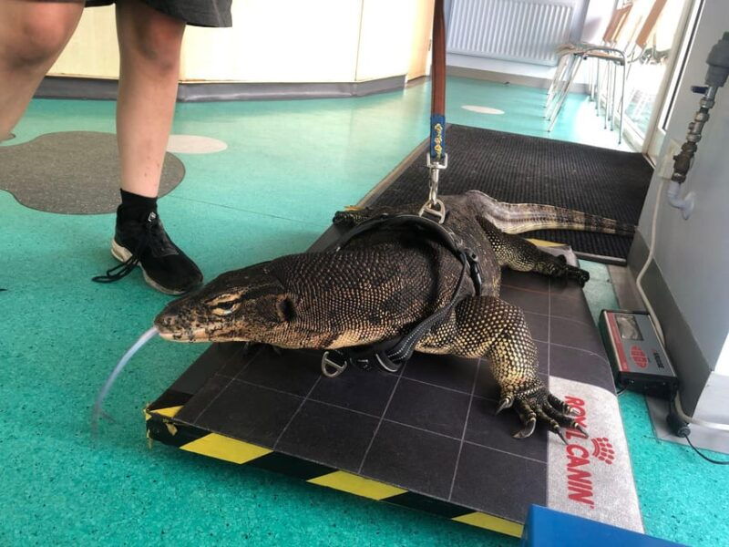 Bristol: Big Lizard Keeper for Two People - Good To Know