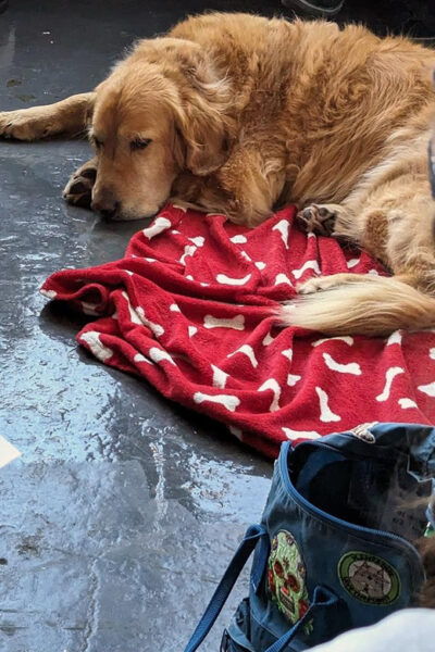 Bristol: Dog Life Drawing Led by Local Artist Cai Burton - Location Details