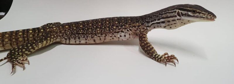 Bristol: Lizard Experience with Lunch - An Honest Look at the Bristol Lizard Experience