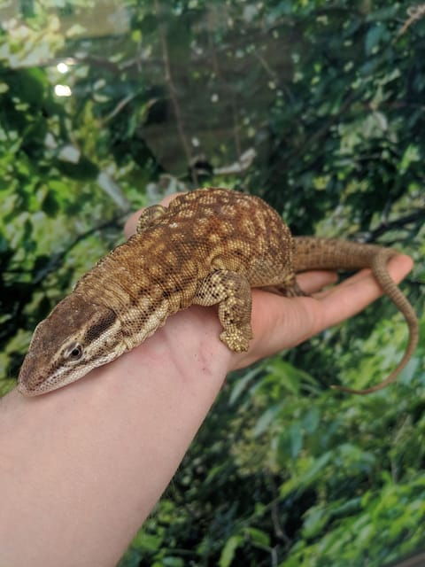 Bristol: Lizard Experience with Lunch - Practical Details for Planning Your Visit