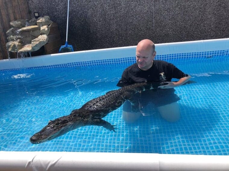 Bristol: Swimming with Crocodiles and Lunch x4 - Final Thoughts