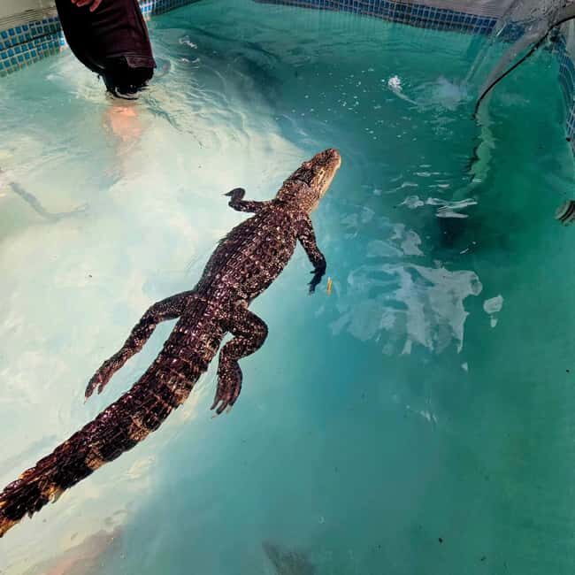 Bristol: Swimming with Crocodiles coffee and cake - Is It Worth the Price?