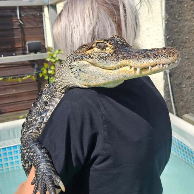 Bristol: Swimming with Crocodiles coffee and cake - FAQ