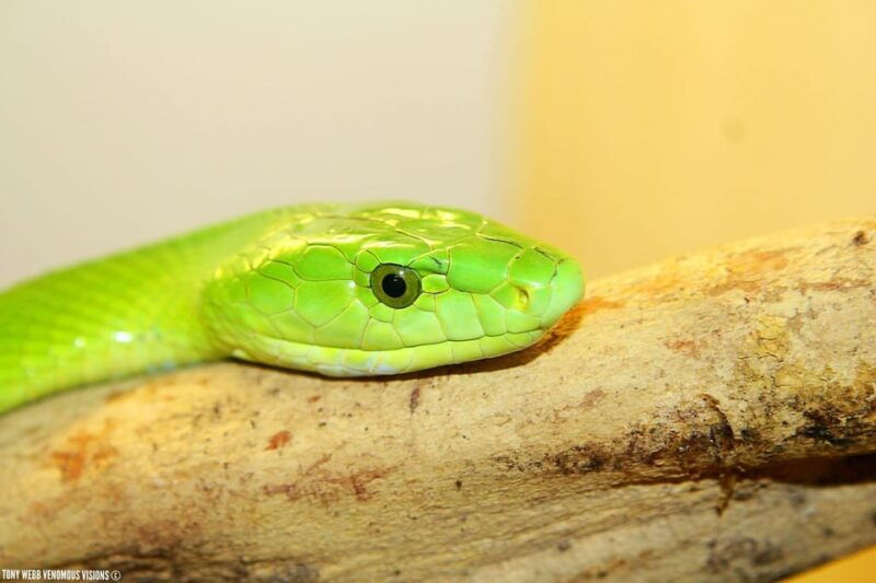 Bristol: Venomous Snake Tour w/ Guide & Croc Photo - Good To Know