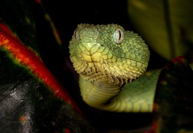 Bristol: Venomous Snake Tour w/ Guide & Croc Photo - The Value of This Experience