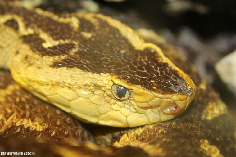 Bristol: Venomous Snake Tour w/ Guide & Croc Photo - FAQs