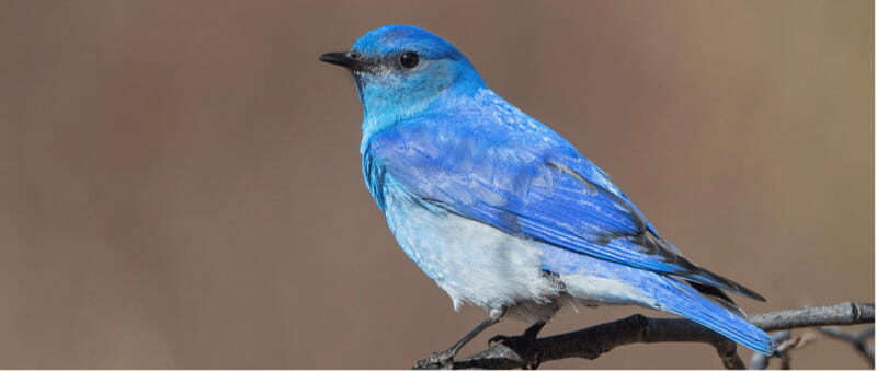 British Columbia: Bird Watching and Photography Tour - British Columbia: Bird Watching and Photography Tour — An Authentic Nature Experience