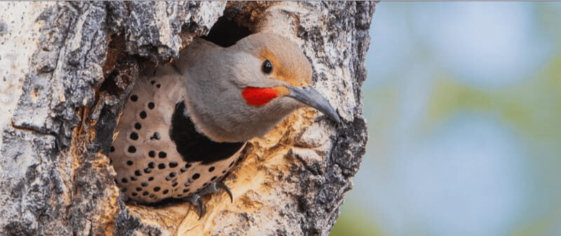 British Columbia: Bird Watching and Photography Tour - Good To Know
