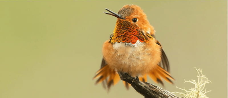 British Columbia: Bird Watching and Photography Tour - Why This Tour Offers Genuine Value