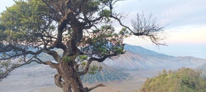 Bromo Mt & Ijen Crater Tour 3D-2N From Jogjakarta - Tour Inclusions and Logistics