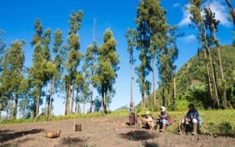 Bromo : Wonderfull Midnight Trip From Surabaya - FAQs