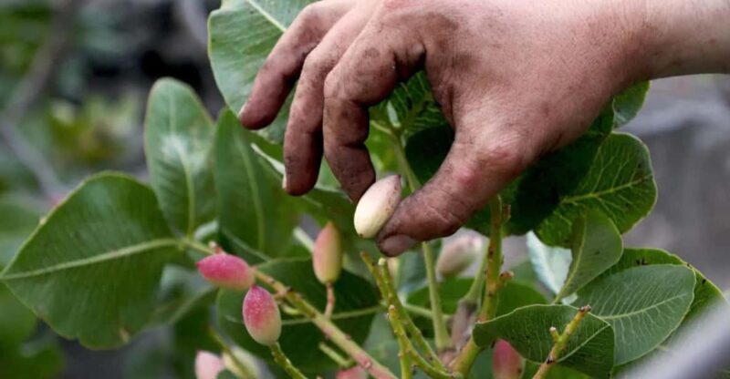 Bronte: Tour e degustazione nelle piantagioni di pistacchi - Final Thoughts on the Experience