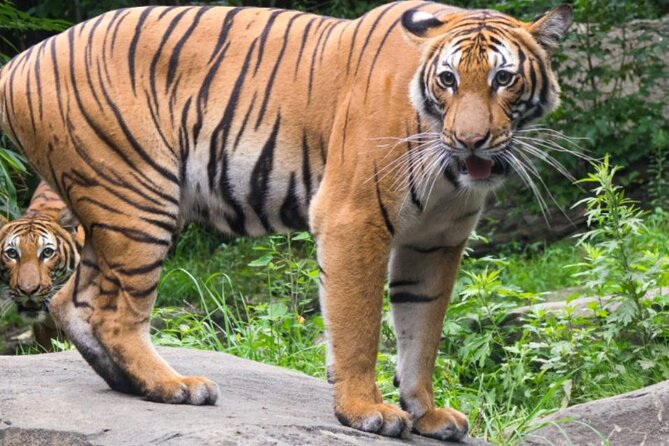 Bronx Zoo Admission Ticket - Tips for a Great Visit