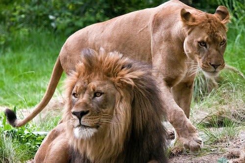 Bronx Zoo Ticket in New York - A 265-acre day, not a quick stop