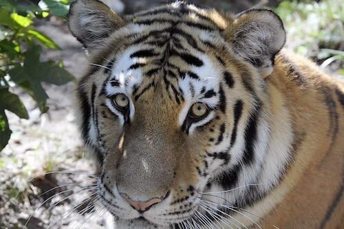 Bronx Zoo Ticket in New York - Choose a few must-sees before you arrive