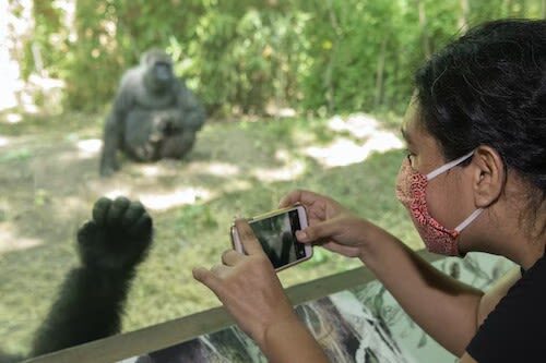 Bronx Zoo Ticket in New York - Make the rides and family areas part of the route
