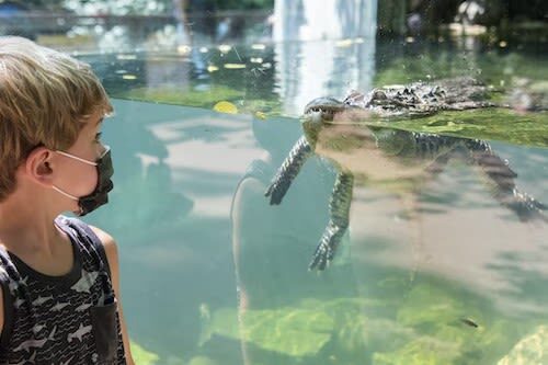 Bronx Zoo Ticket in New York - What the ticket costs, and what it buys