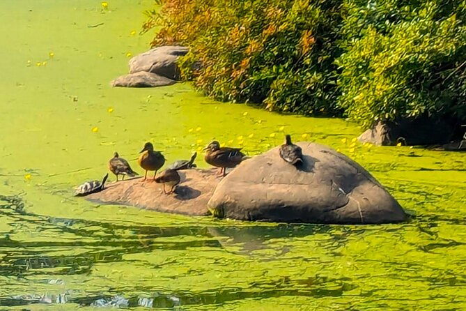 Brooklyns Oasis: Audio Guide to Prospect Park - FAQ: Your Questions Answered