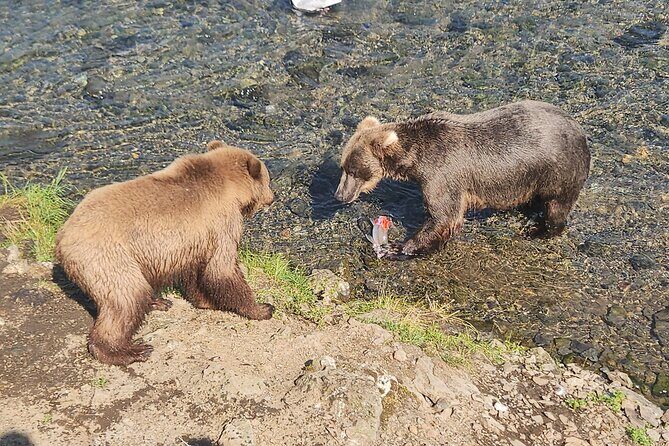 Brooks Falls Bear Viewing - Good To Know