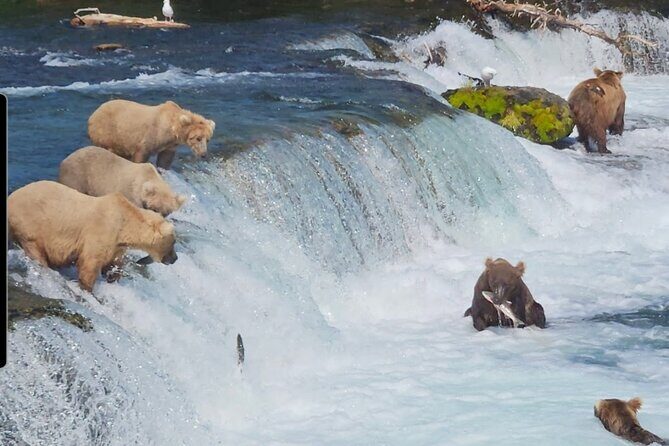 Brooks Falls Bear Viewing - An Authentic Alaska Wildlife Adventure