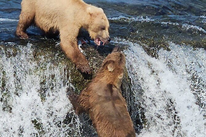 Brooks Falls Bear Viewing - Who Will Love This Tour?