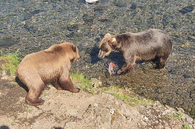 Brooks Falls Bear Viewing - The Sum Up