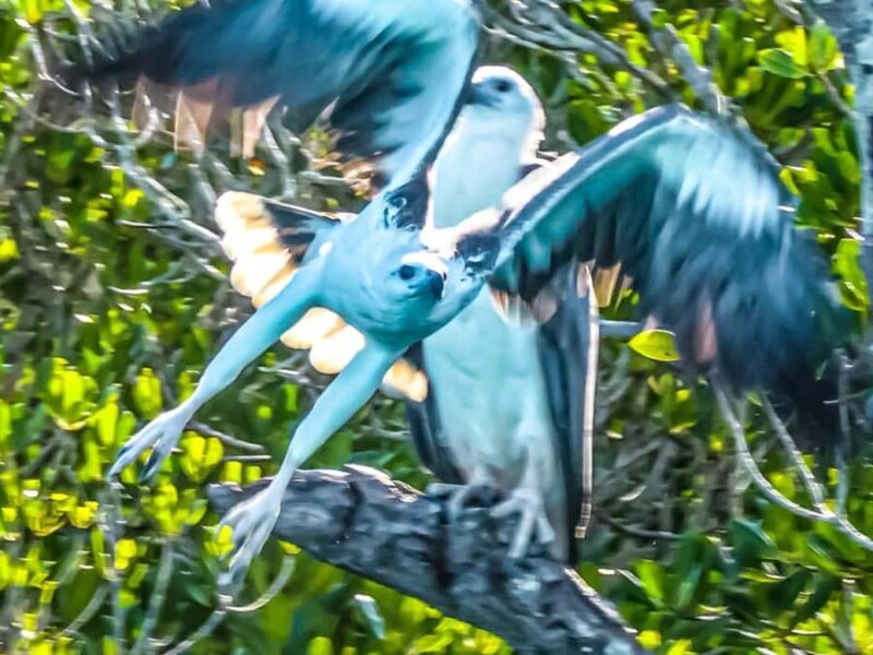 BROOME: Eco Cruise -With Beer, Wine and Gourmet Platters - Good To Know