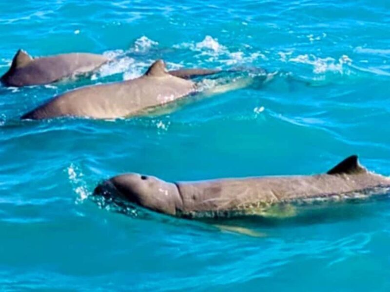 BROOME: Eco Cruise -With Beer, Wine and Gourmet Platters - The Value of This Experience