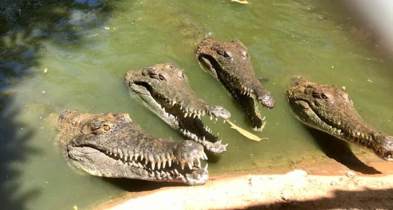 Broome: Malcolm Douglas Crocodile Park Tour with Transfers - Final Thoughts: Who Is This Tour Best For?