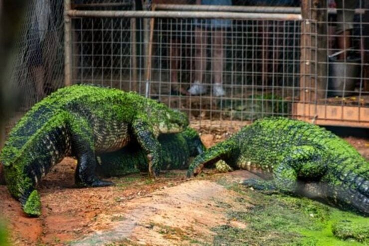 Broome: Malcolm Douglas Crocodile Park Tour With Transfers - Activity Details and Logistics